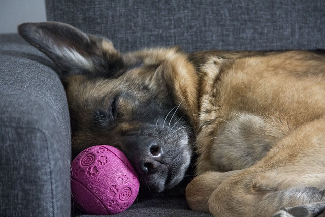 german shepherd, sleep