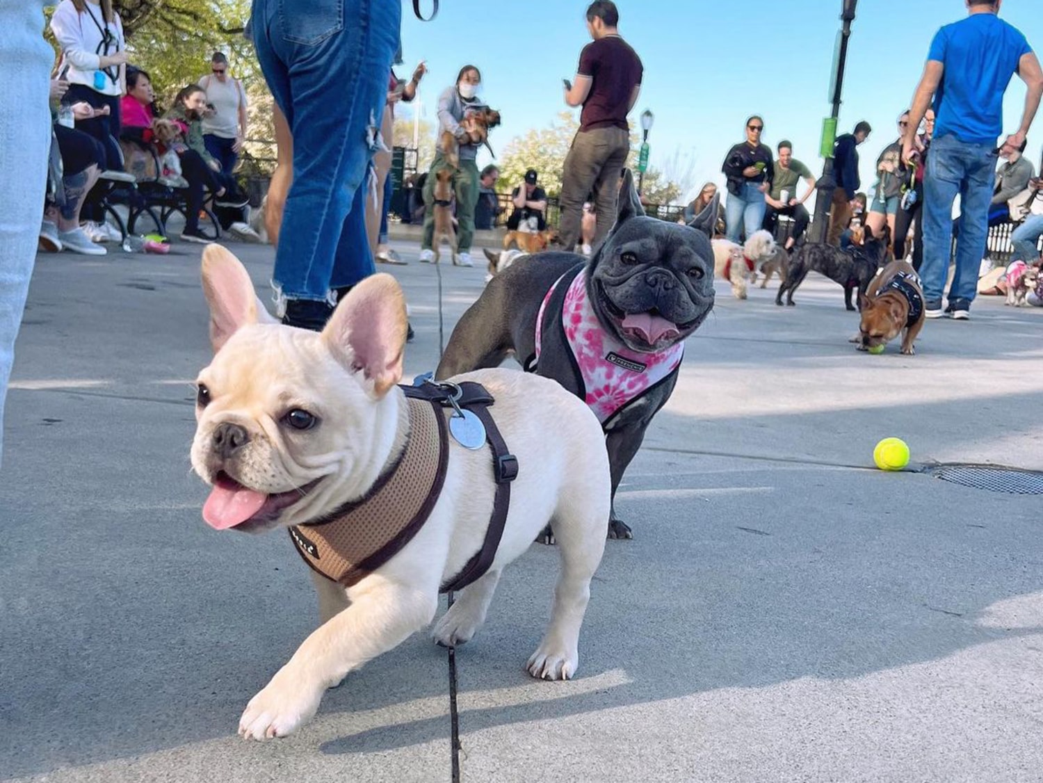 A black French bulldog following a white one
