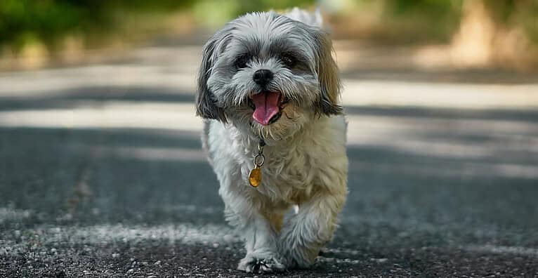 4-Tips-For-Preparing-Your-Dog-For-A-Vet-Visit-