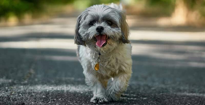 4-Tips-For-Preparing-Your-Dog-For-A-Vet-Visit-