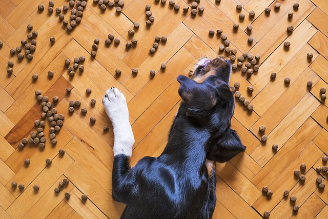 dog food, dog kibble, dry dog food, pet food, dog foods, dog food review, dry dog foods, puppy food, best dog foods, animal nutrition, healthy joints