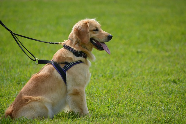 golden retriever, pet, dog, lab dog, lab dogs, retriever dogs, labador, labrador retriever personality, labrador puppies, labador breeds, labrador retriever, guide dogs, yellow labs, same litter, dog ownership, labrador retriever facts, double coat