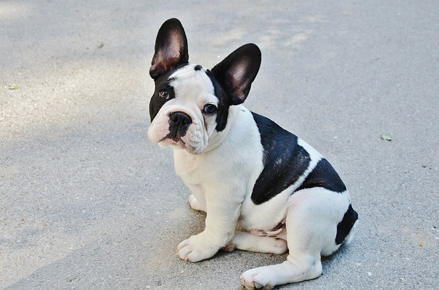 most expensive french bulldog, french bulldogs bark, average cost, american bulldogs, bit stubborn, best dog, female frenchies, blue fawn frenchies, french bulldog care,