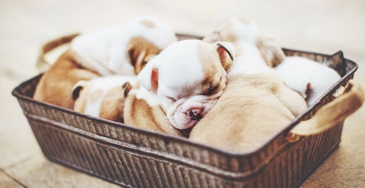 4 Tips For Preparing to Adopt a New Dog