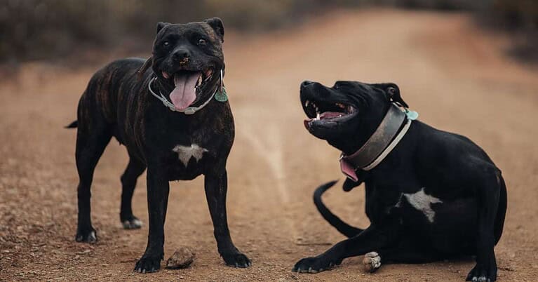 american pit bull terrier temperament