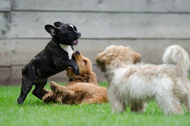 playing puppies, young dogs, french bulldog, most french bulldogs, minimize shedding, poor nutrition, dog food, frenchie sheds, shedding in french bulldogs, shedding season, short and smooth coat, skin allergies