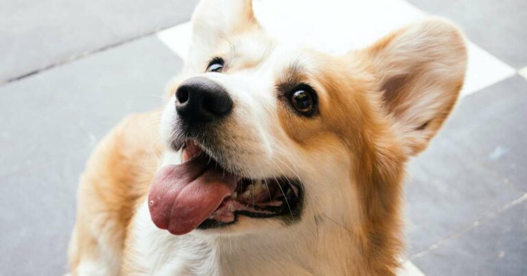 best air purifier for pets