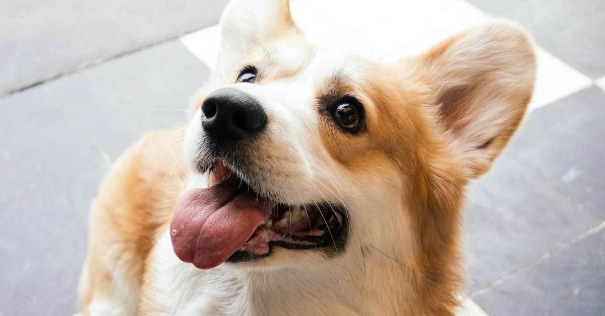 best air purifier for pets