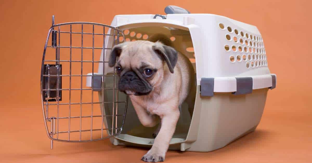best car crates for dogs