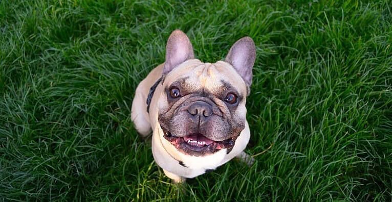 Best dewormer for dogs