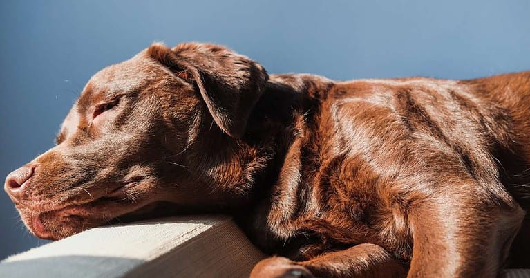 best dog bed for arthritis