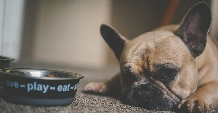 Best Dog Food for Shedding