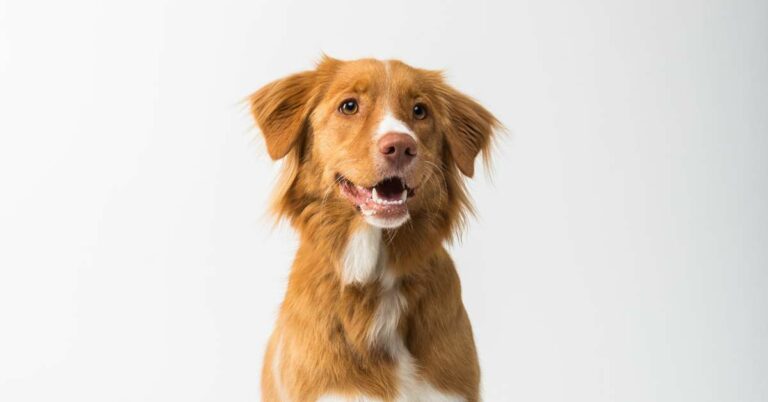 best dog food toppers