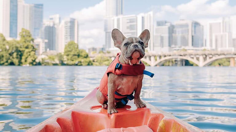 best dog life jacket
