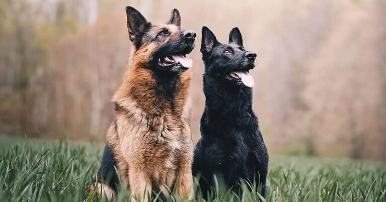 best food for overweight dogs