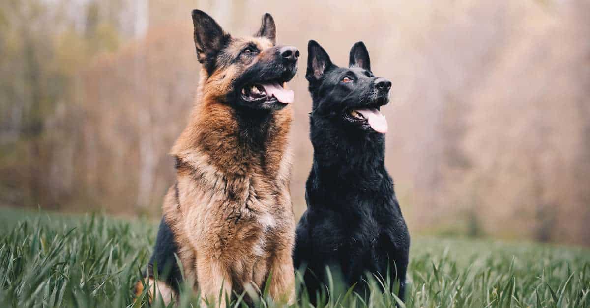 best food for overweight dogs