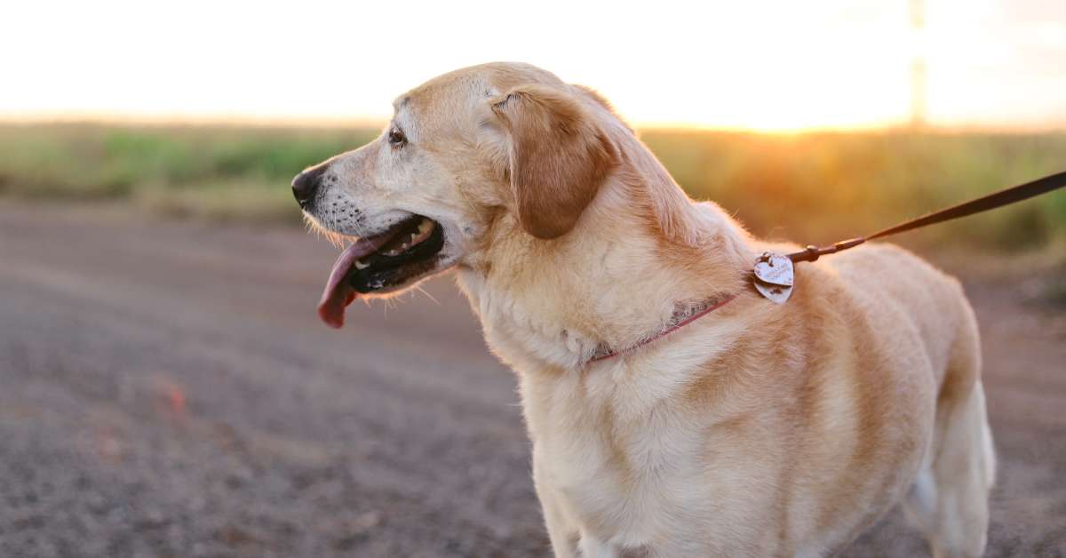 best high fiber dog food