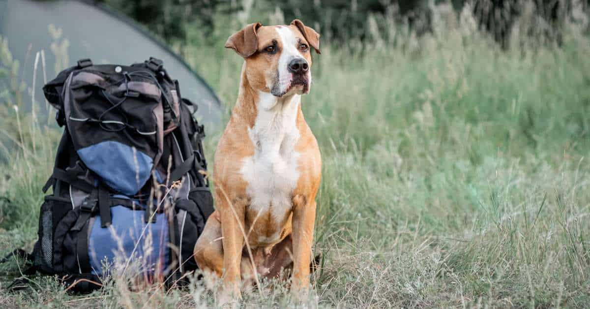 best hiking backpack for dogs