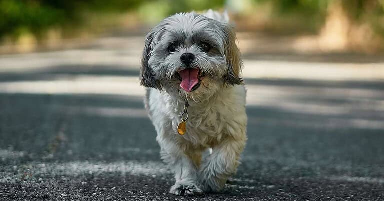 best hypoallergenic dogs for kids