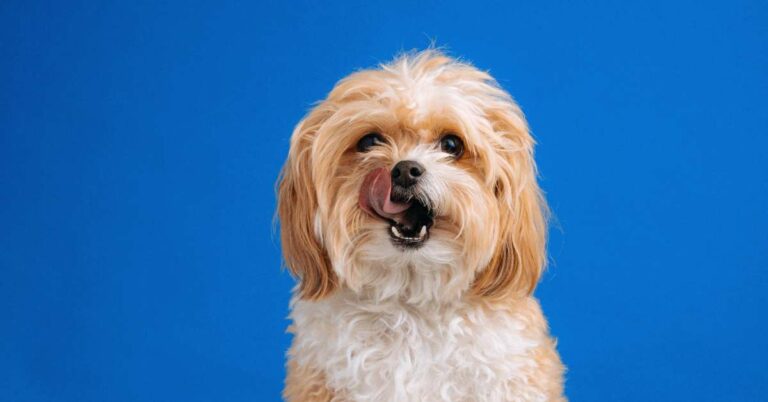 best low calorie dog treats