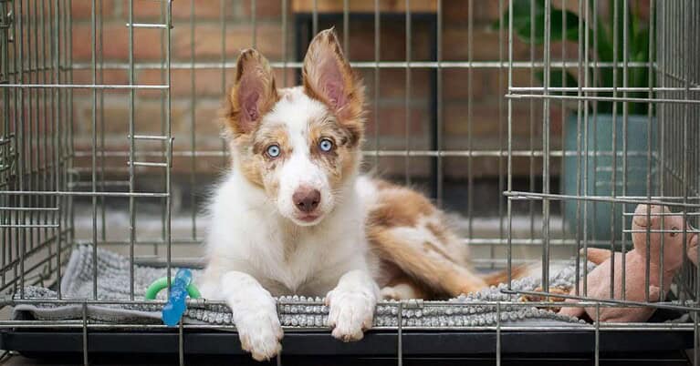 best metal dog crate