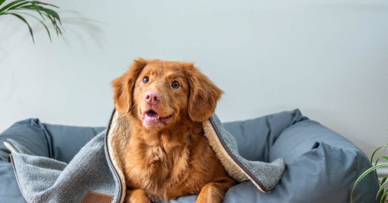 best tempurpedic dog bed