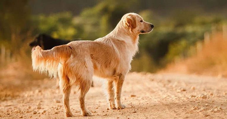 best vacuum for pet hair