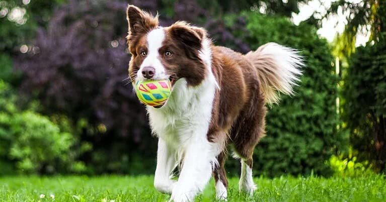 best weight loss food for dogs