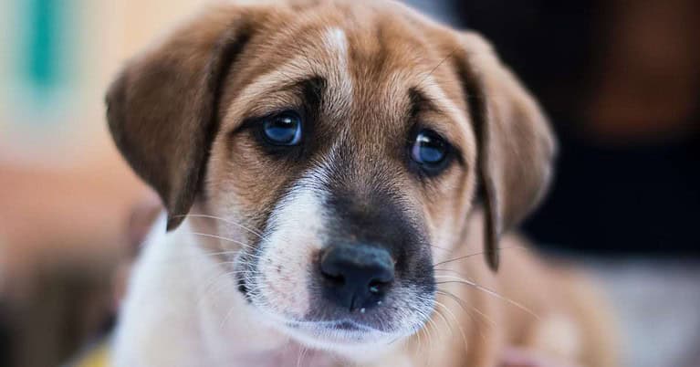 bladder stones in dogs