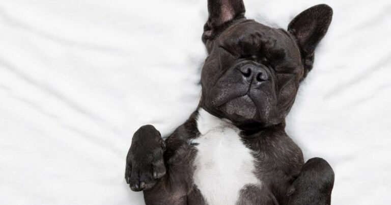 Bordetella Bronchiseptica Vaccine