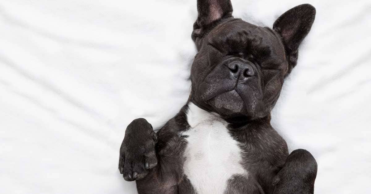 Bordetella Bronchiseptica Vaccine