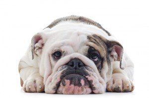 English bulldog health problems