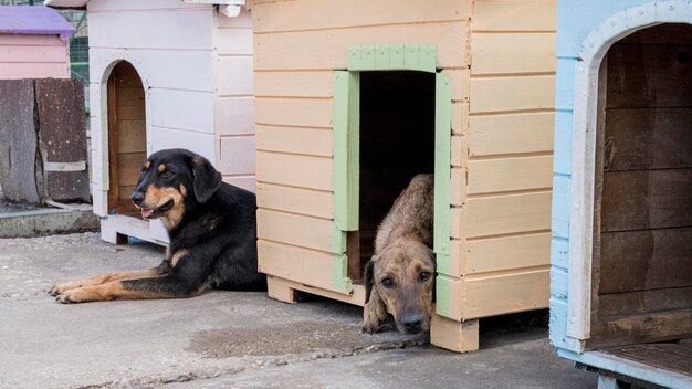 cute dogs in their houses waiting to be adopted