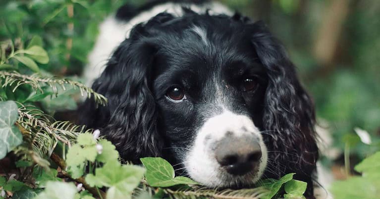 dog arthritis symptoms