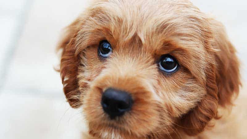 Dog-Grooming-Tips-For-Beginners