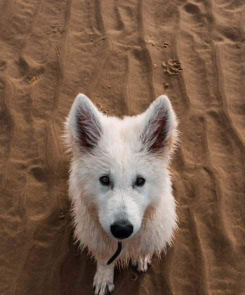 dog insurance - tips for buying