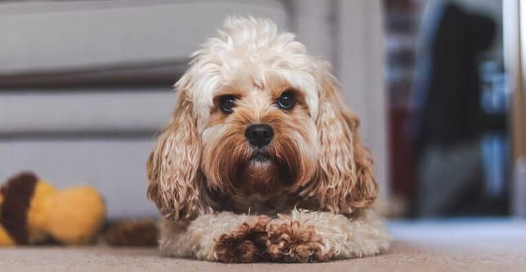 Dog-Peeing-on-the-Carpet-1