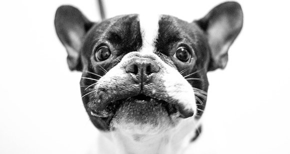 DogStopPullingOnLeash