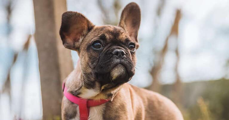 french bulldog shedding