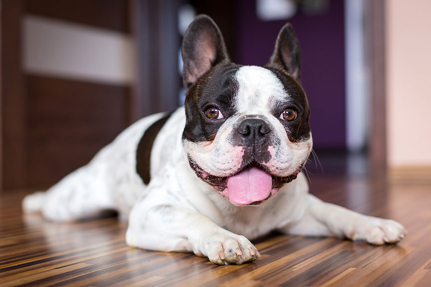 A FrencFrench bulldog hanging his tongue