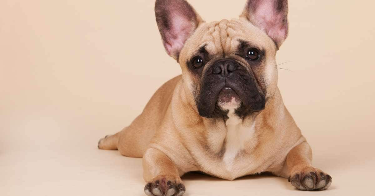french bulldog temperament