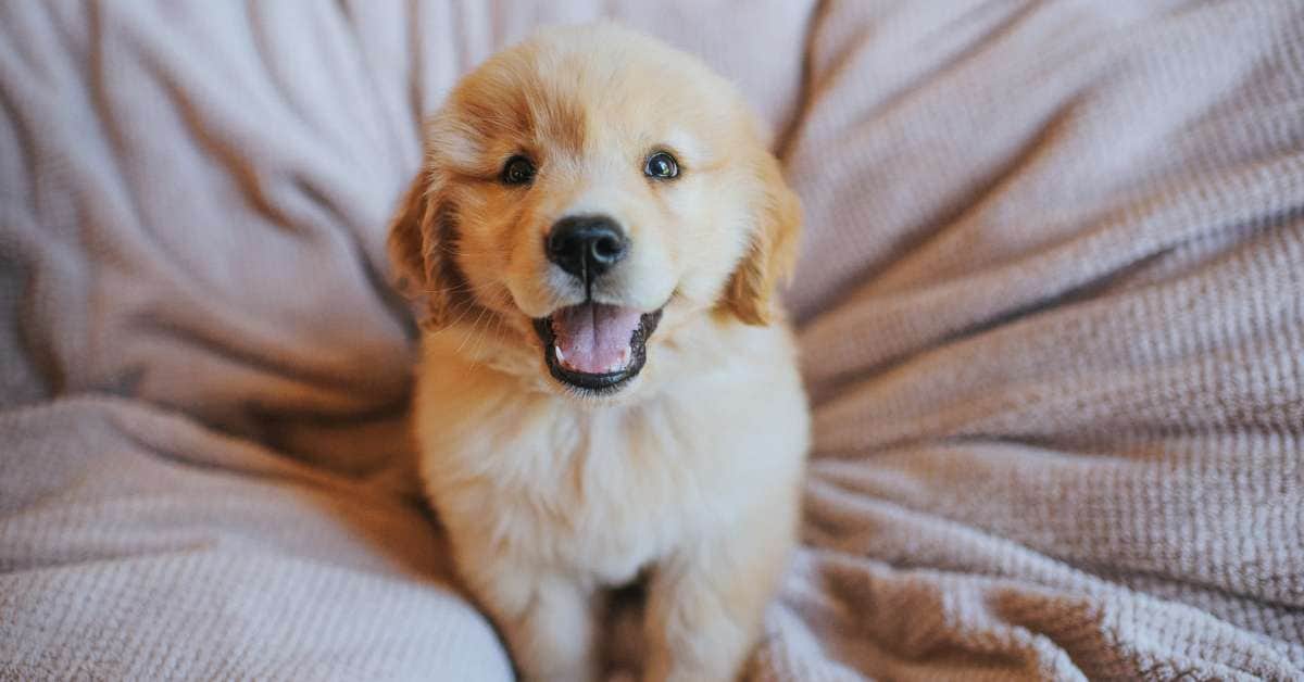 gift box for new puppy