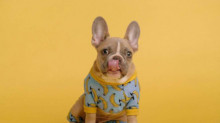 good treats for french bulldogs