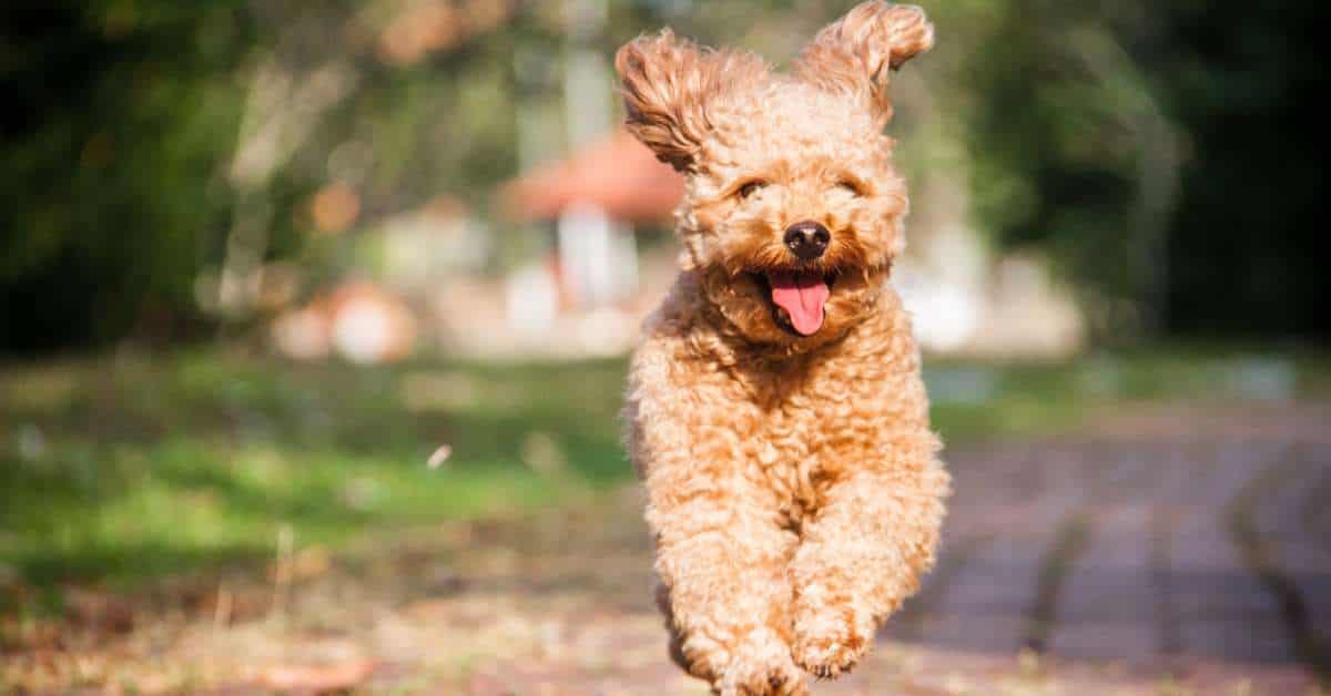 heartworm treatment for dogs