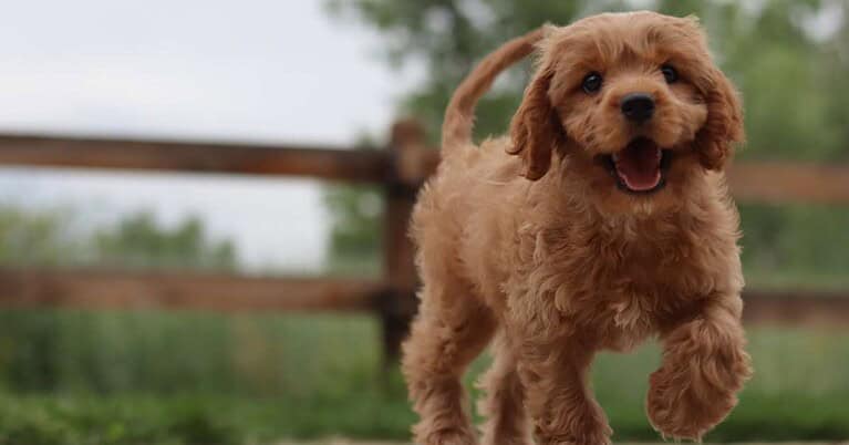 how to get rid of dog lice