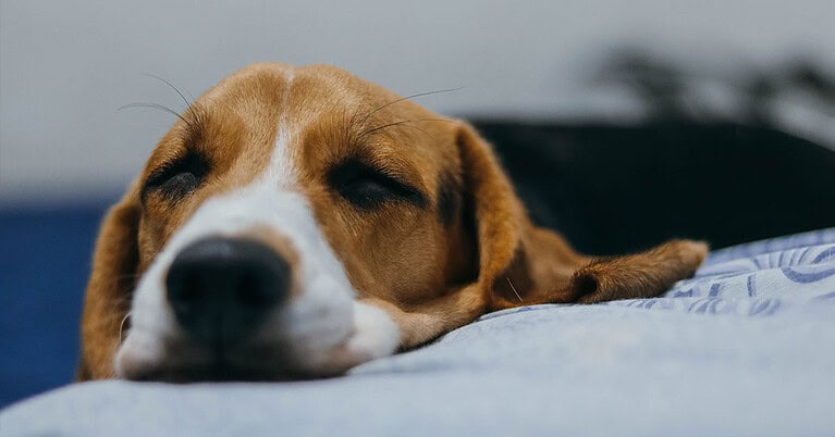 how-to-make-my-dog-vomit-without-hydrogen-peroxide