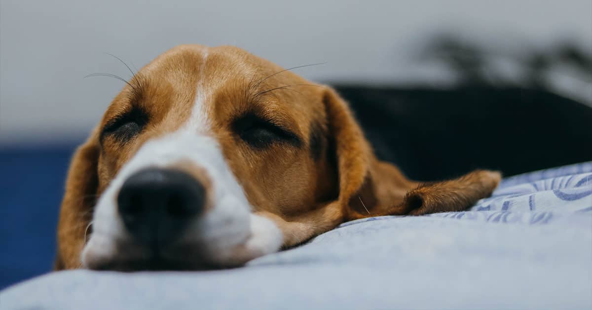 how-to-make-my-dog-vomit-without-hydrogen-peroxide