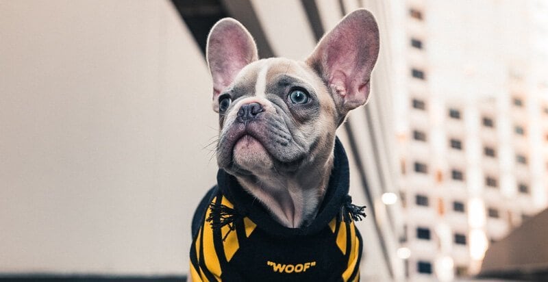 motocycle pet carrier 02