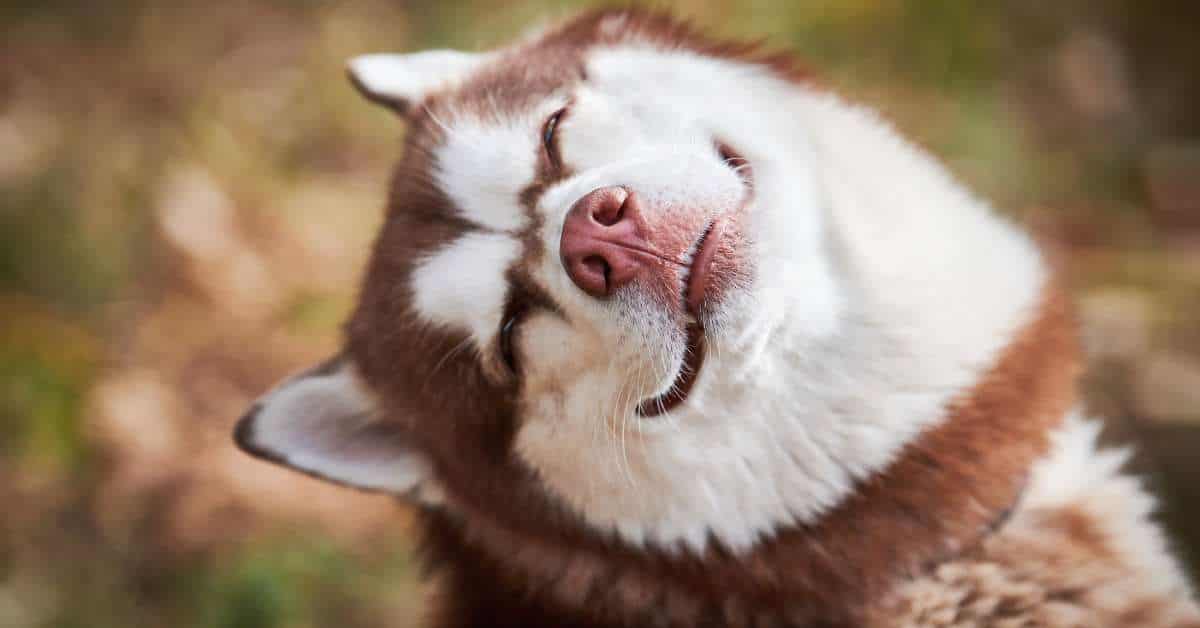 Natural Remedy For Dog Eye Infection