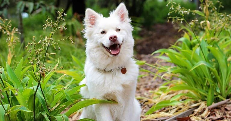 pinched nerve in dogs neck